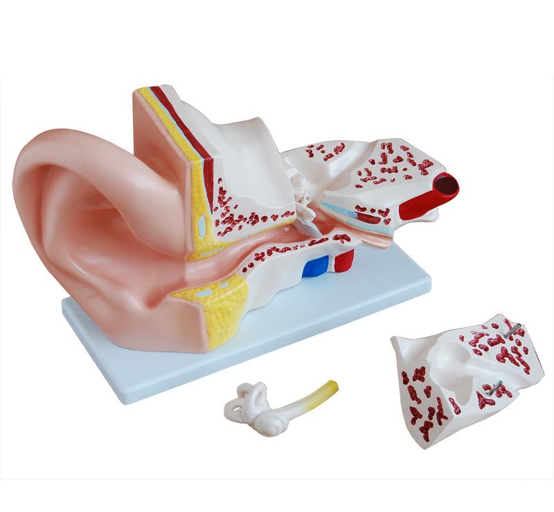GIANT EAR MODEL