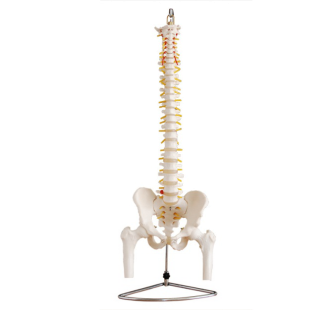 Life-SIZE Vertebral Column With Pelvis and Half Leg Bones Model